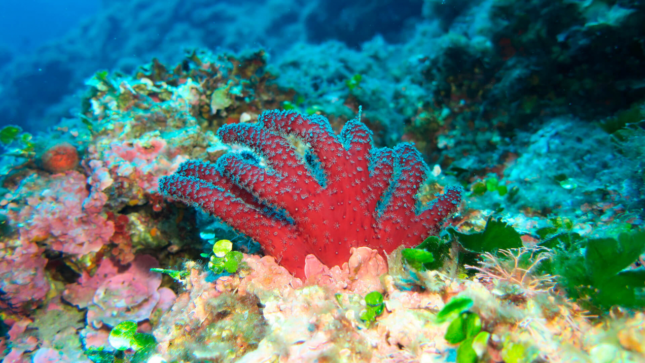 Diving in Sardegna – Resort Cala di Falco, Cannigione